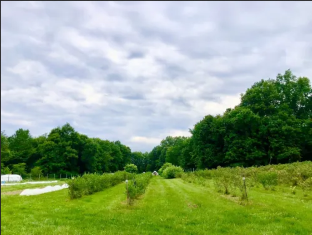 Berry fields and sunflower patch at Greenfield Berry Farm